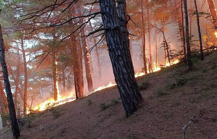 Рекордна лісова пожежа в історії охопила Бельгію, вогонь рухається в бік Німеччини Рекордна лісова пожежа в історії охопила Бельгію, вогонь рухається в бік Німеччини